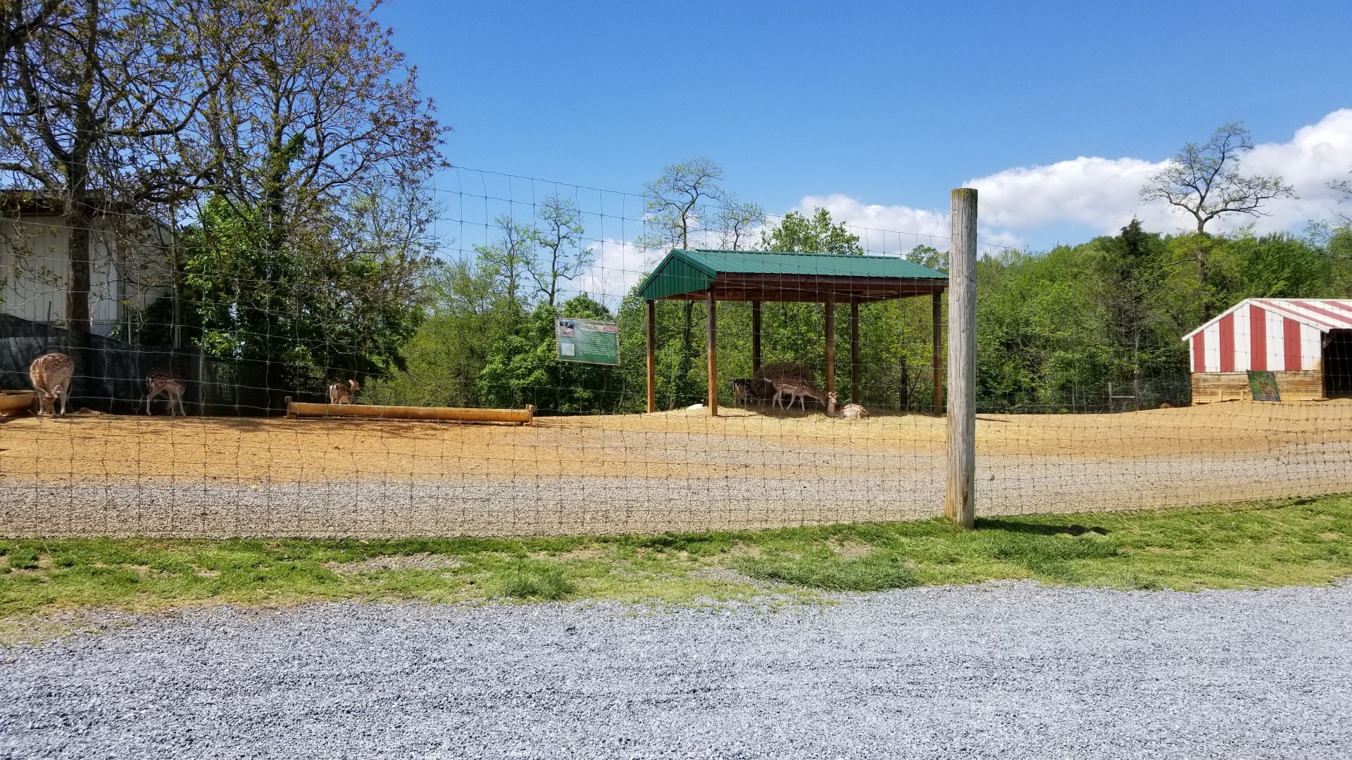 Natural Bridge Zoo - Fallow deer