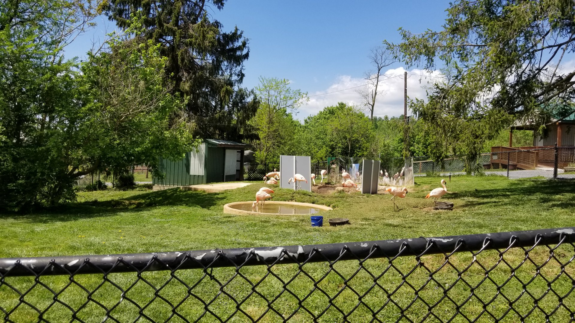 Natural Bridge Zoo - Flamingos