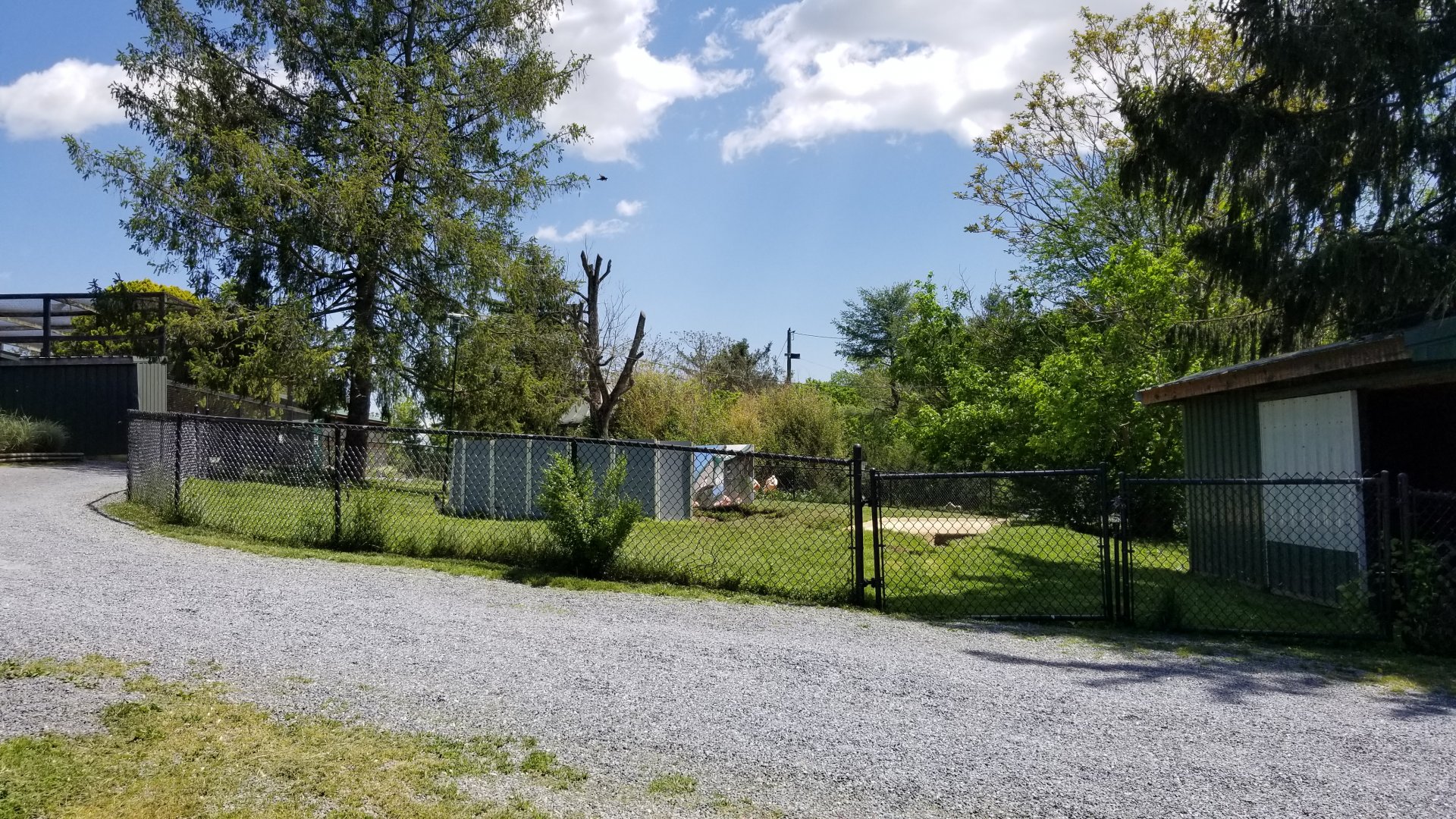 Natural Bridge Zoo - Flamingos