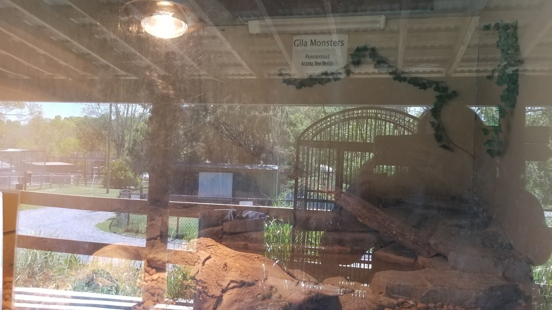 Natural Bridge Zoo - Gila monster