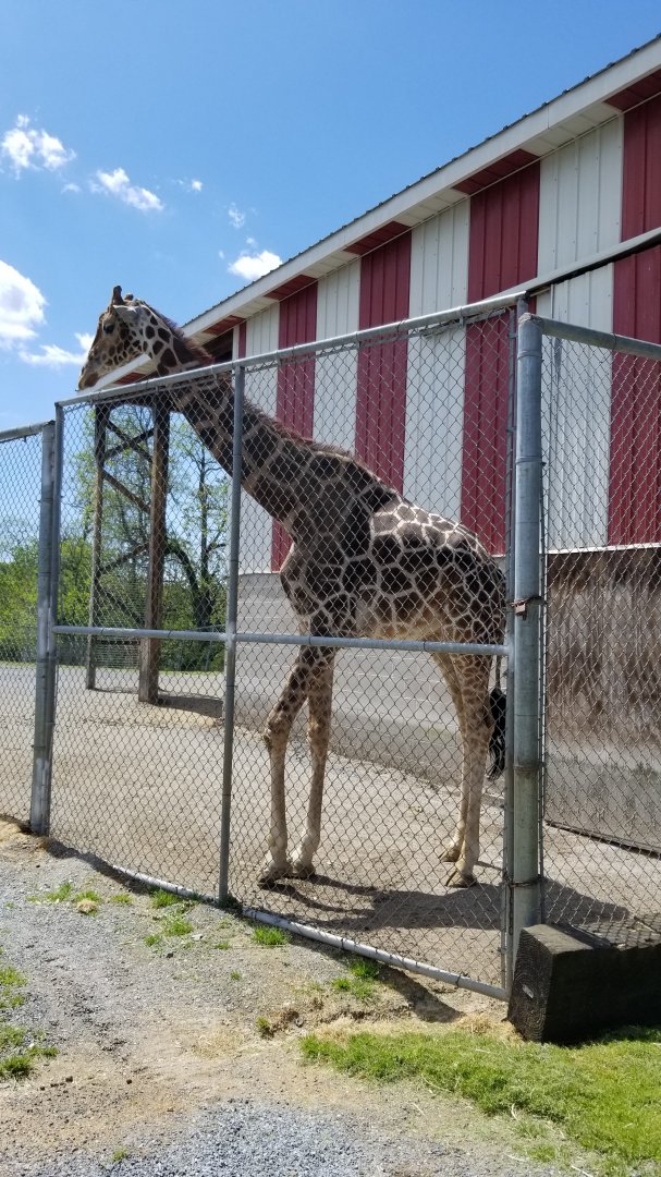 Natural Bridge Zoo - Giraffe