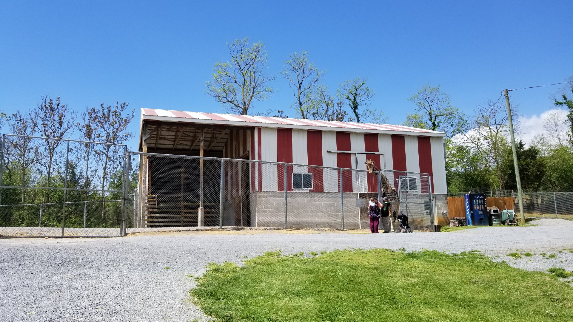 Natural Bridge Zoo - Giraffe