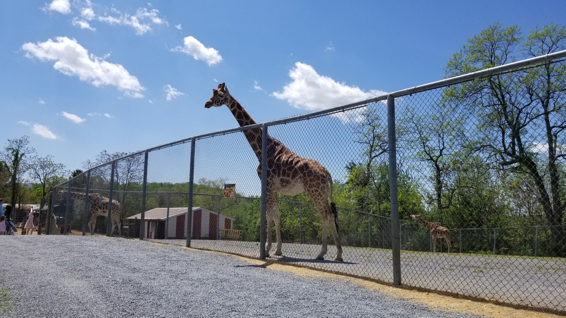 Natural Bridge Zoo - Giraffe