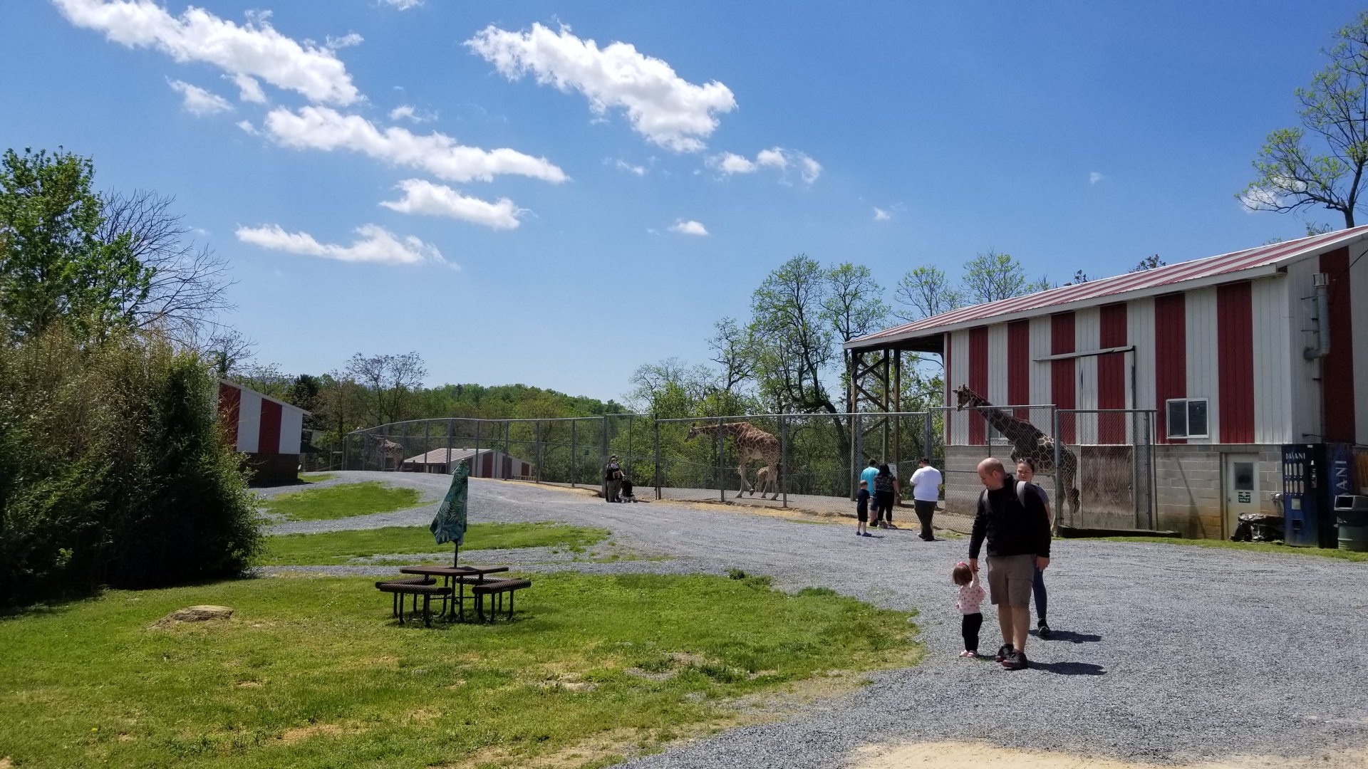 Natural Bridge Zoo - Giraffes