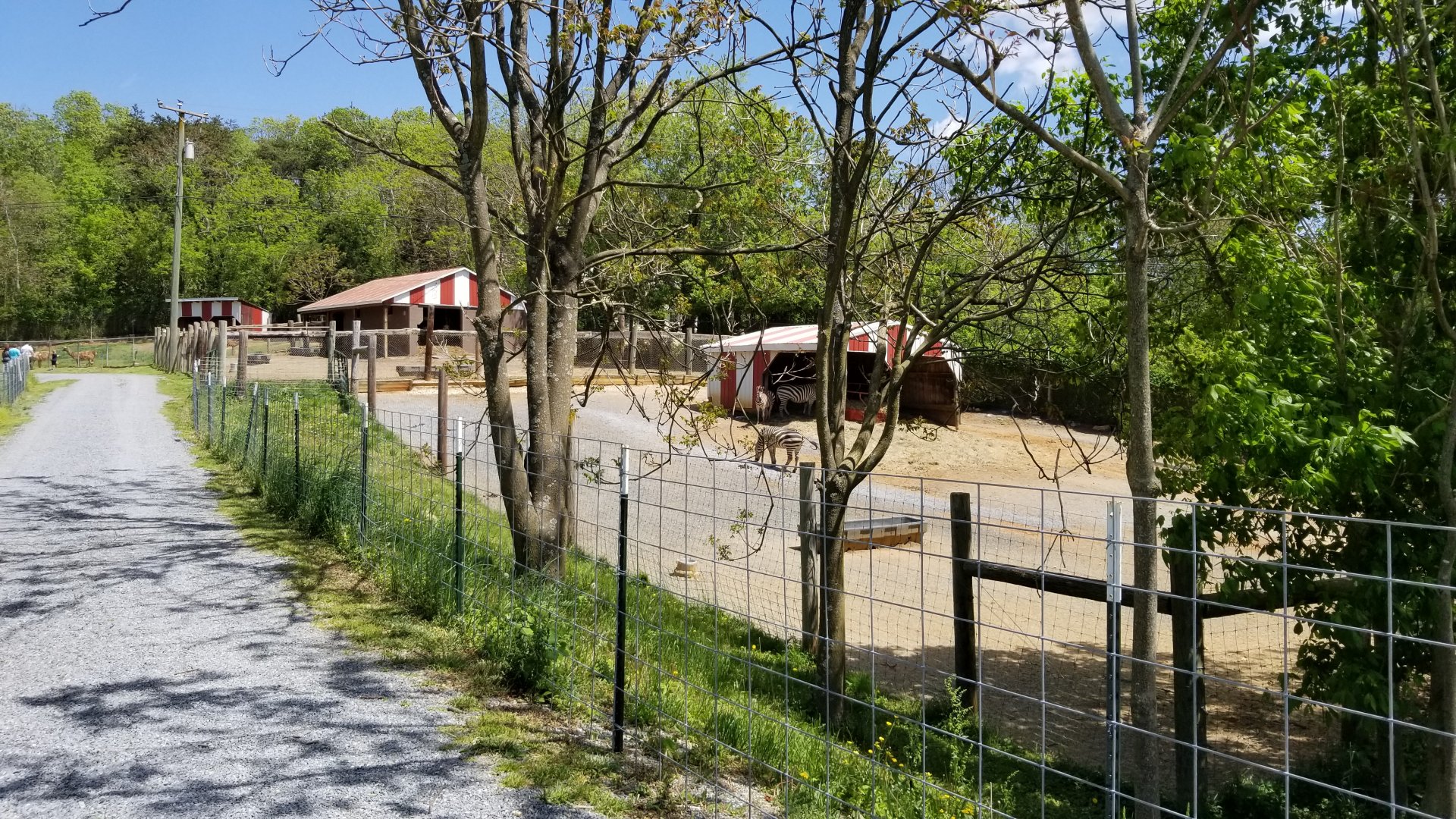 Natural Bridge Zoo - Grant's Zebra