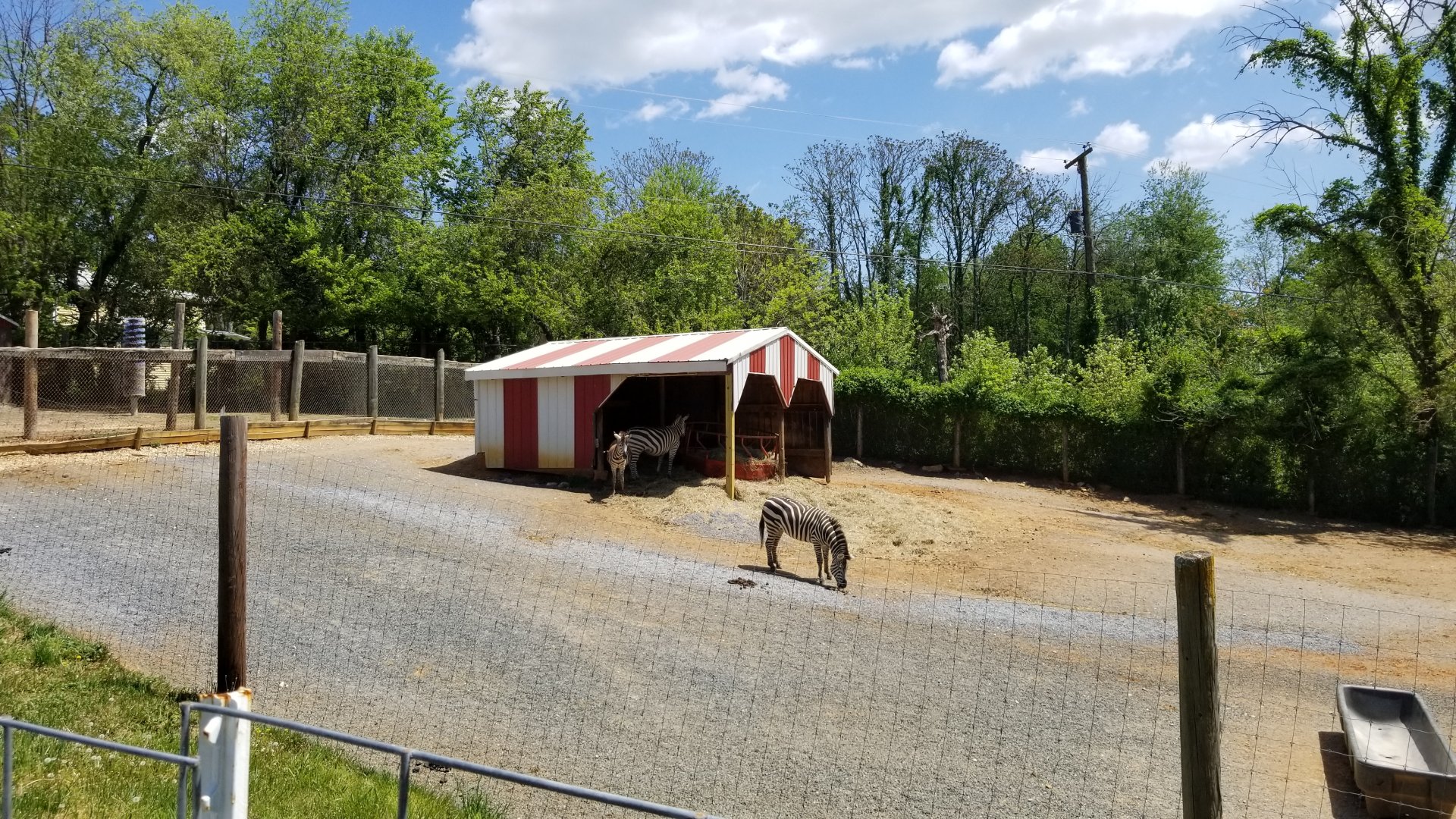 Natural Bridge Zoo - Grant's Zebra