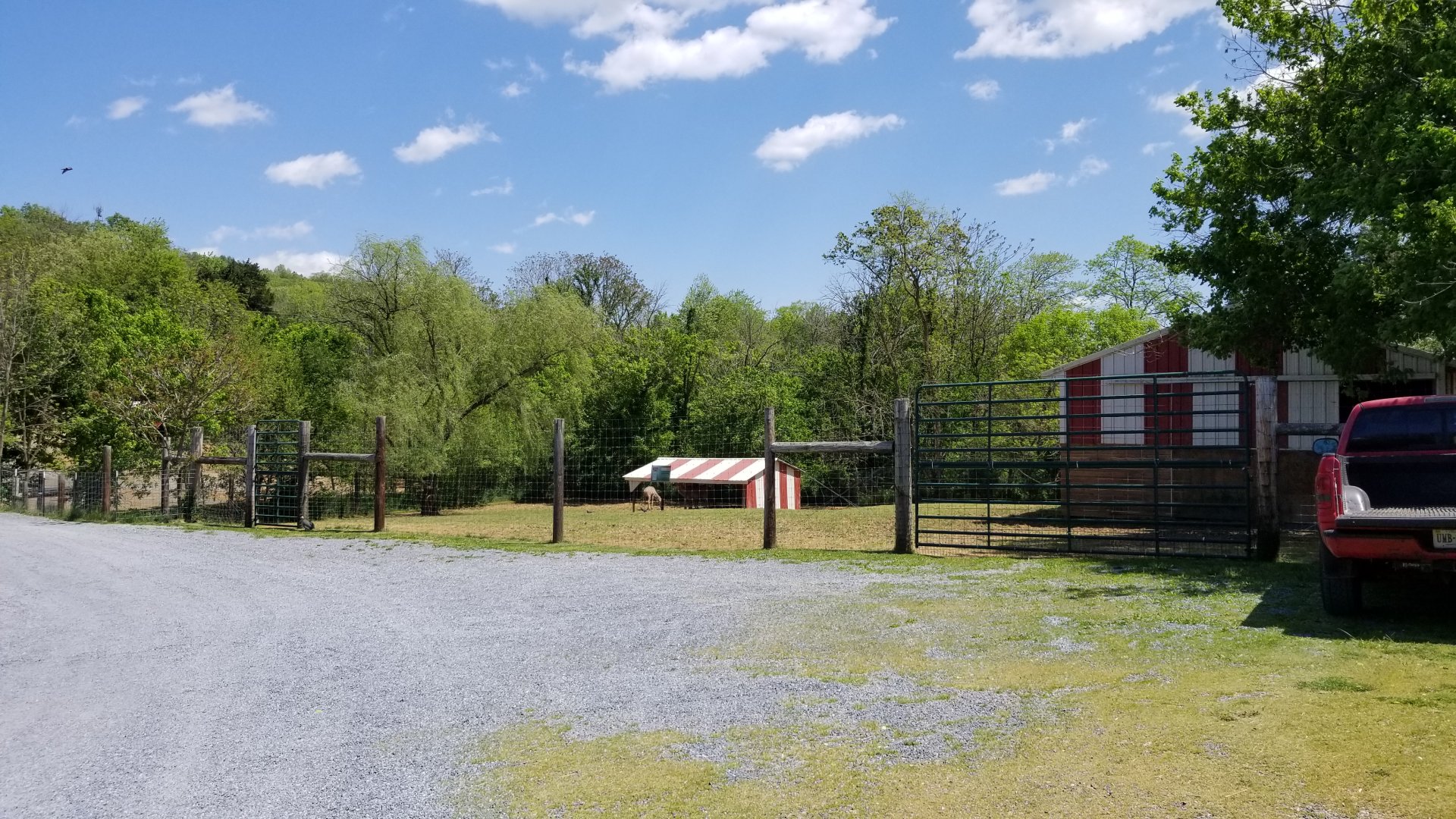 Natural Bridge Zoo - Greater Kudu