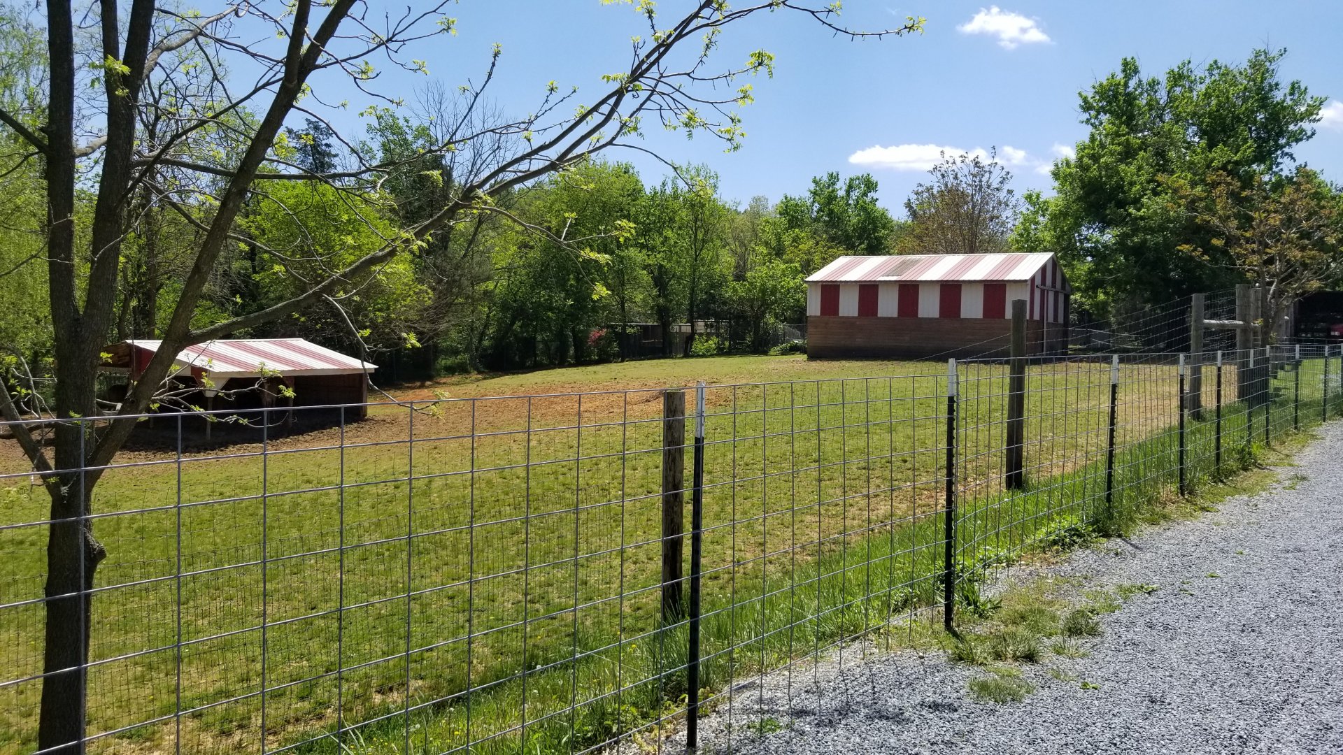 Natural Bridge Zoo - Greater Kudu