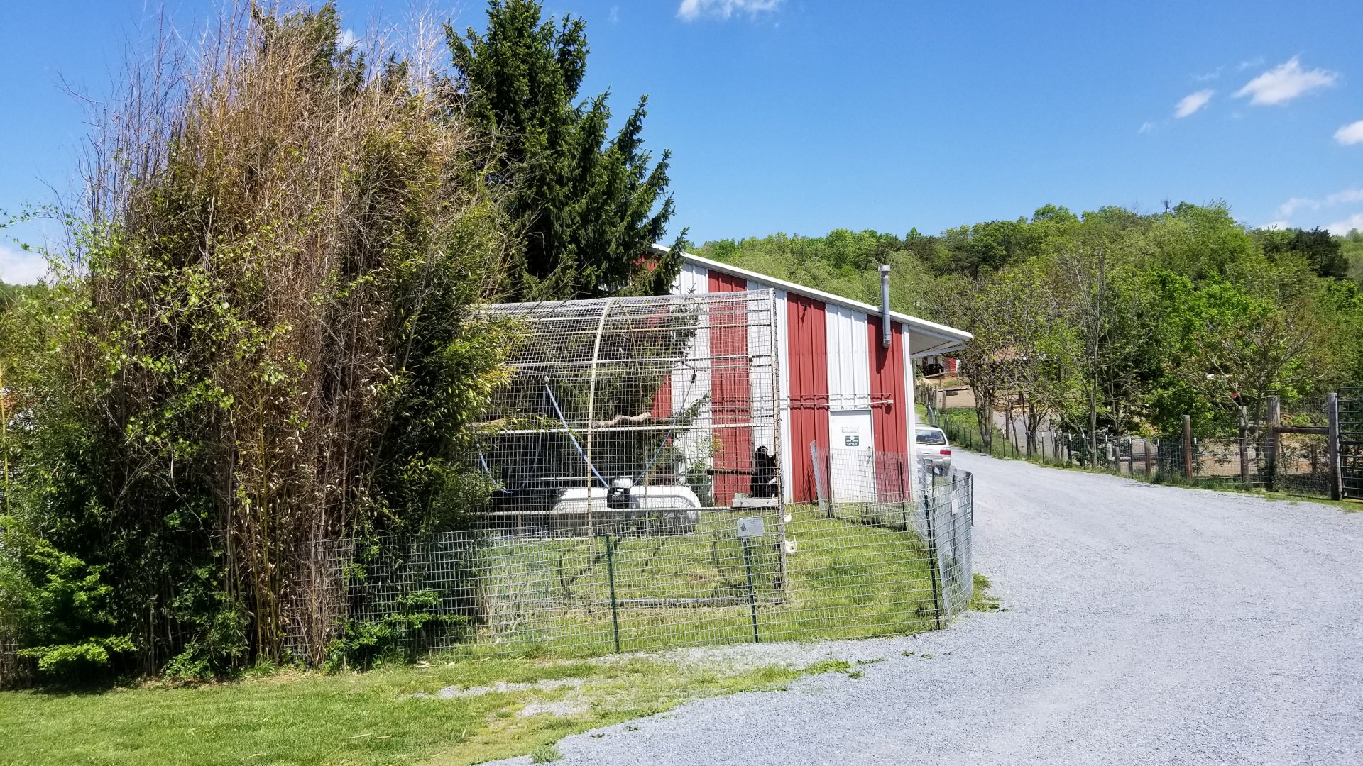 Natural Bridge Zoo - Lar gibbon exhibit #1