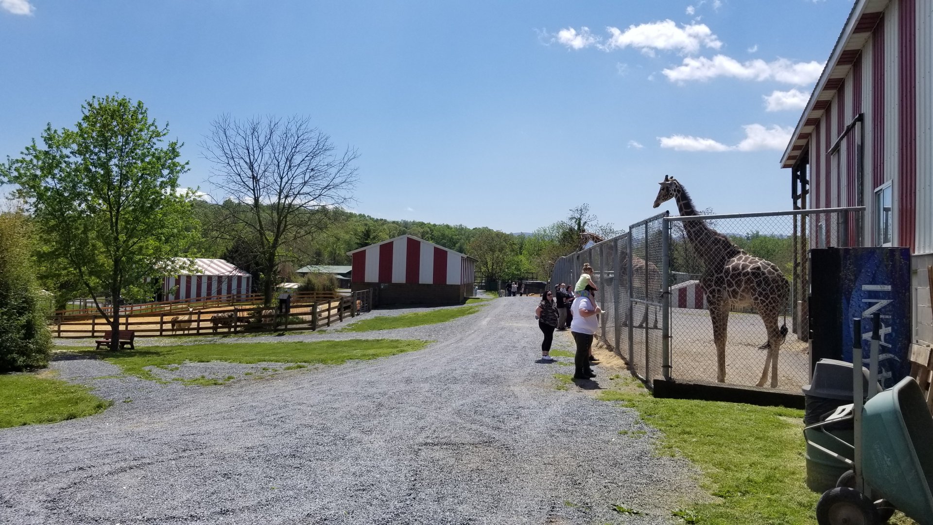 Natural Bridge Zoo - Llamas on left, giraffes on right