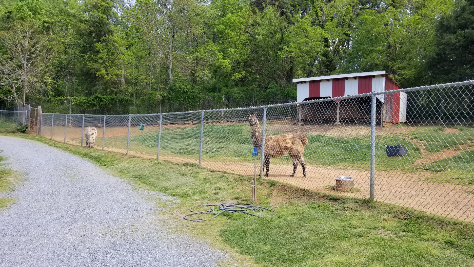 Natural Bridge Zoo - Llamas