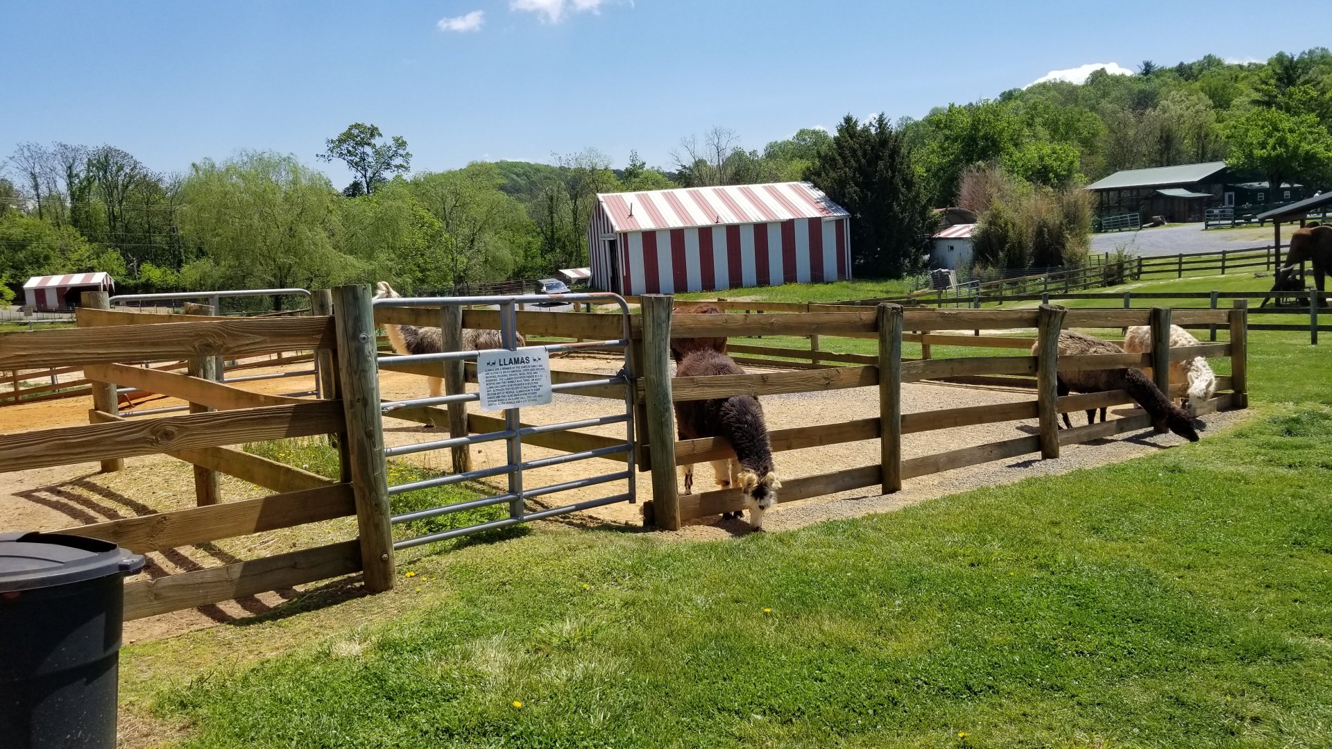 Natural Bridge Zoo - Llamas