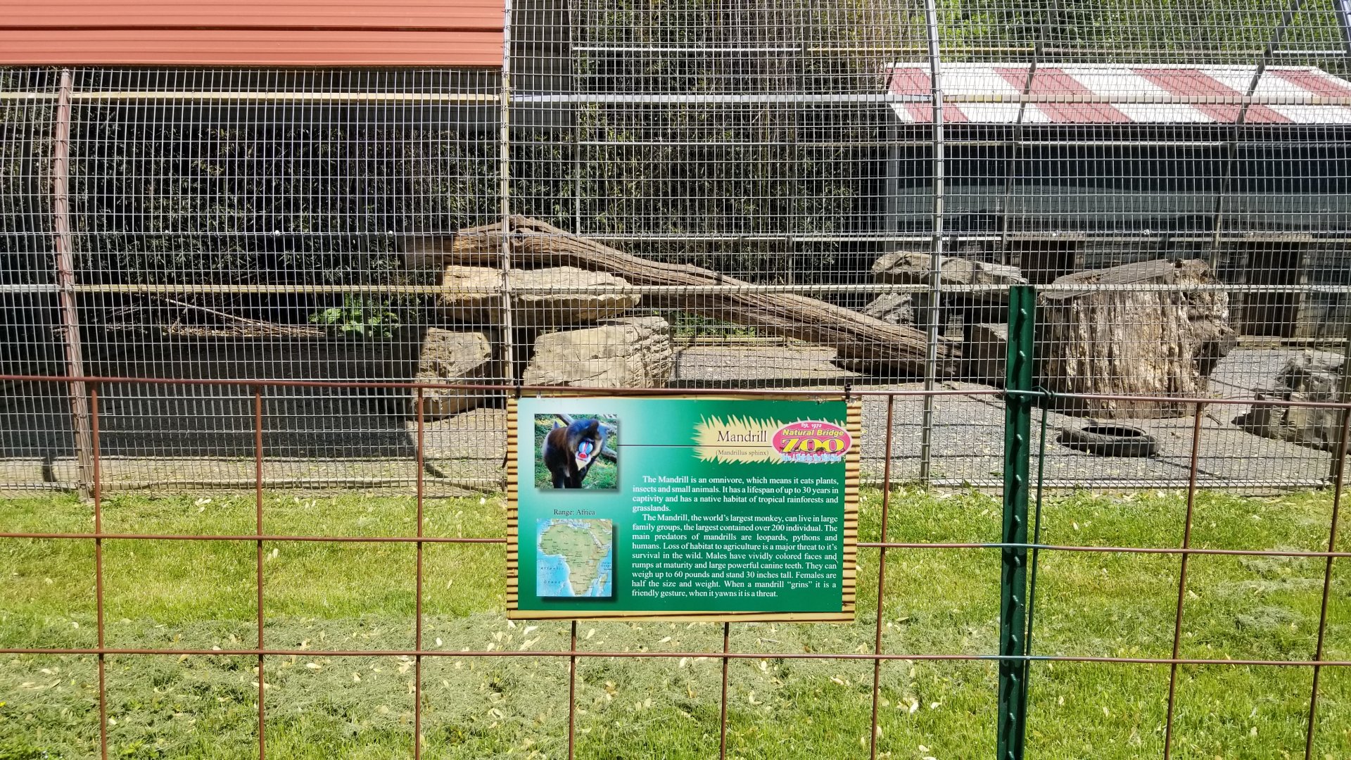 Natural Bridge Zoo - Mandrill