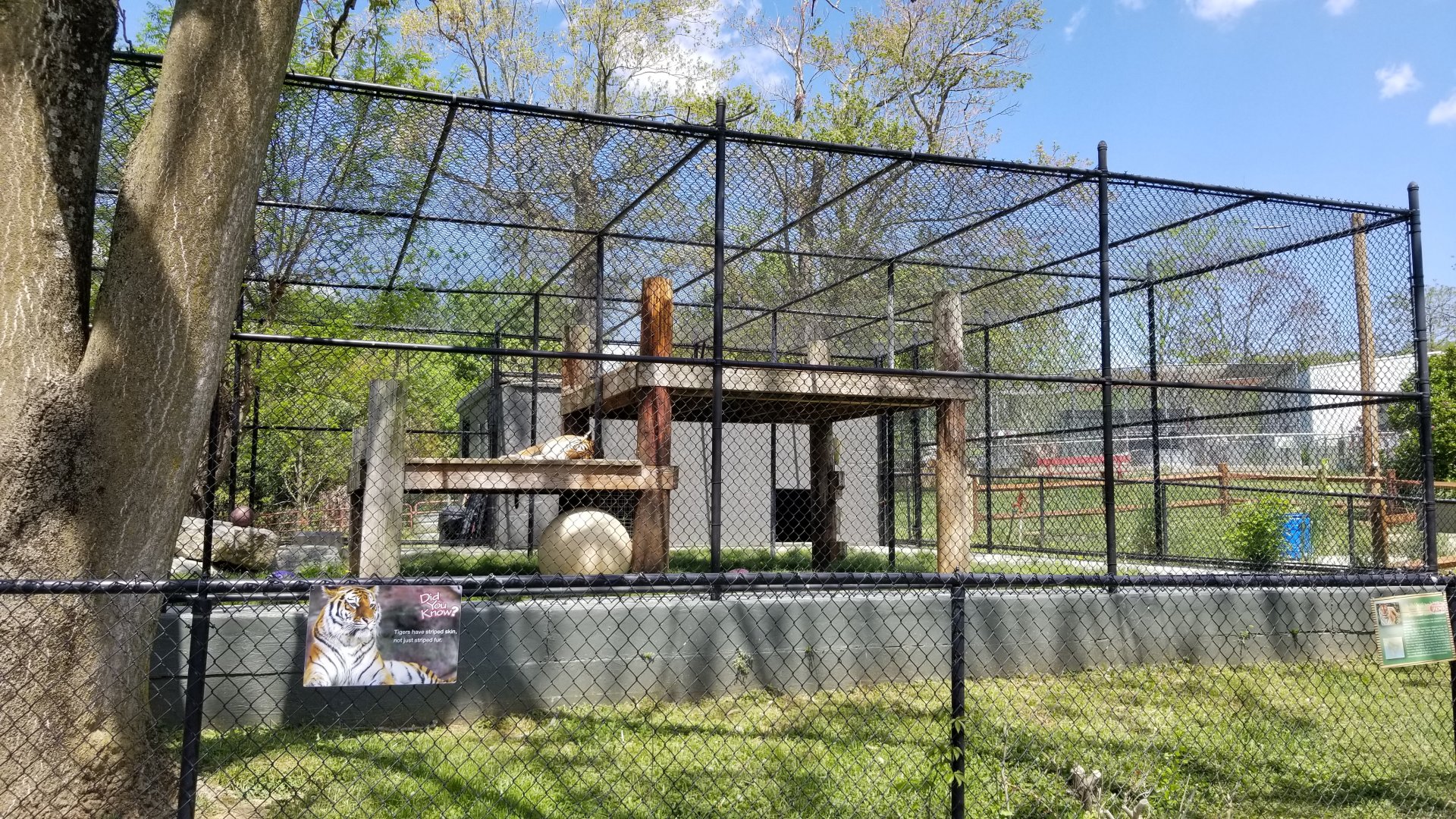 Natural Bridge Zoo - orange Tiger