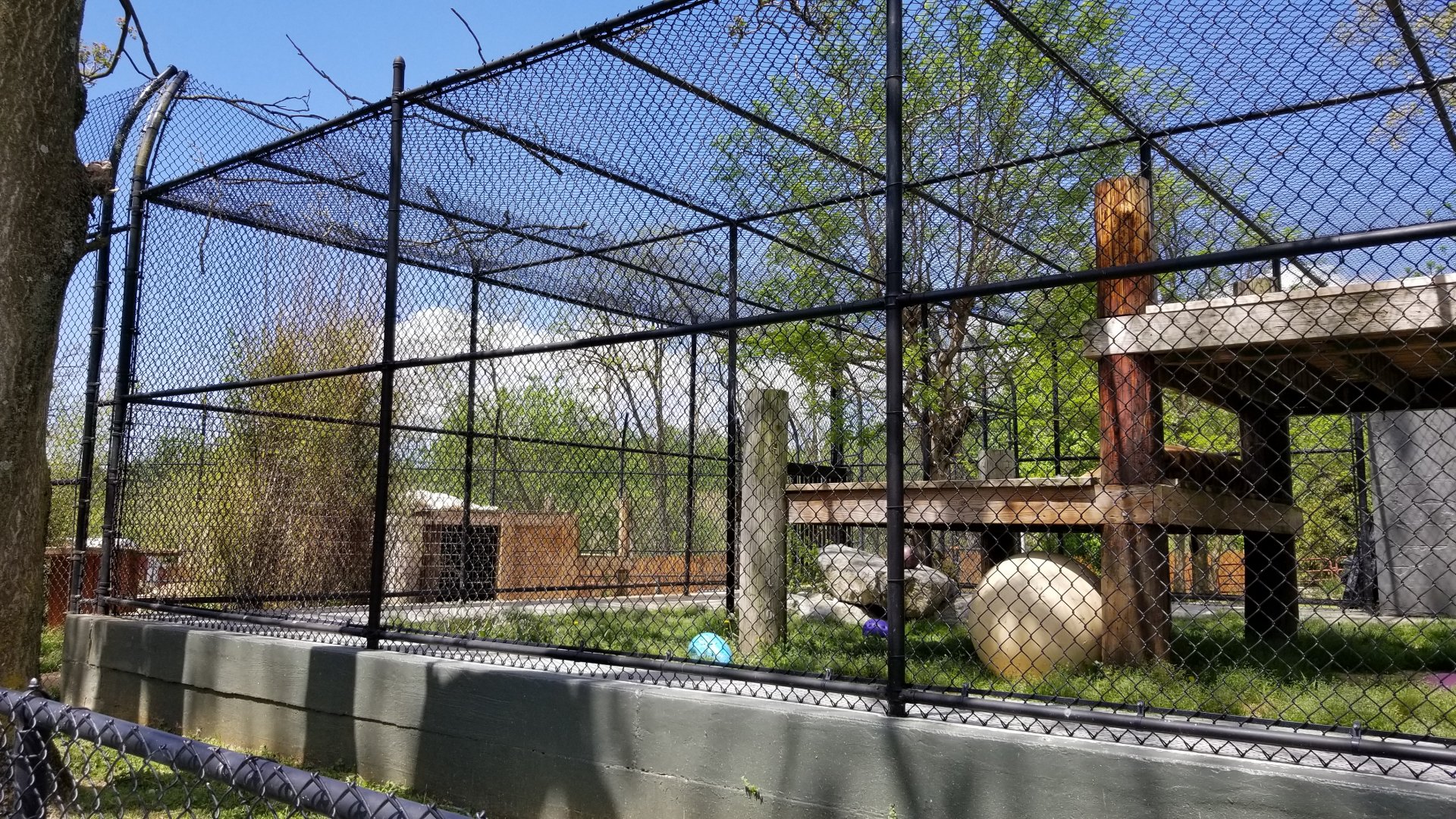 Natural Bridge Zoo - orange Tiger