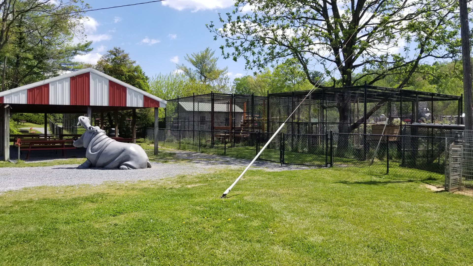 Natural Bridge Zoo - Picnic area, cougar