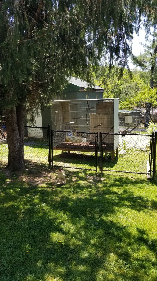 Natural Bridge Zoo - Red-handed Tamarin