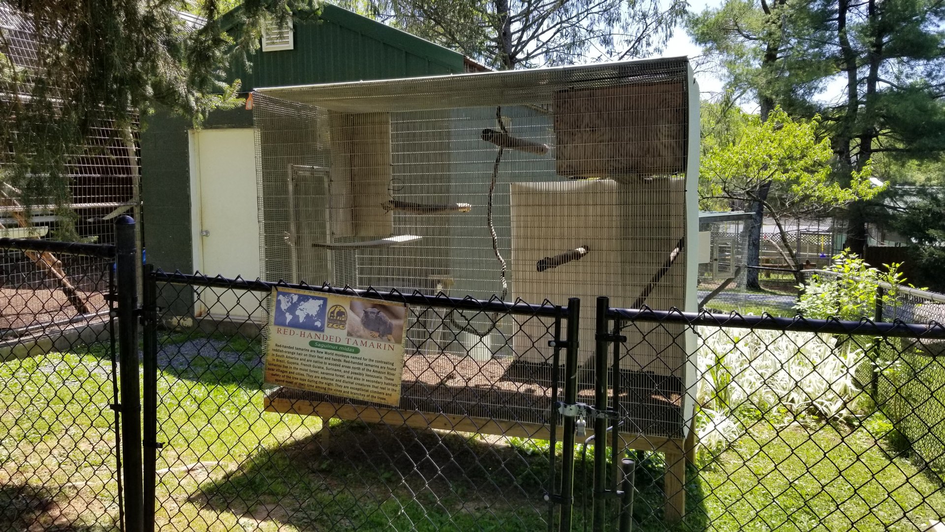 Natural Bridge Zoo - Red-handed Tamarin