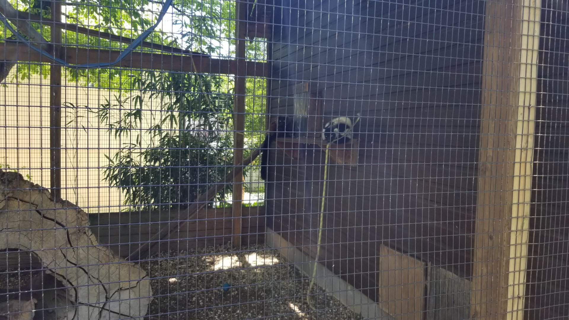 Natural Bridge Zoo - Red ruffed, black & white ruffed lemurs