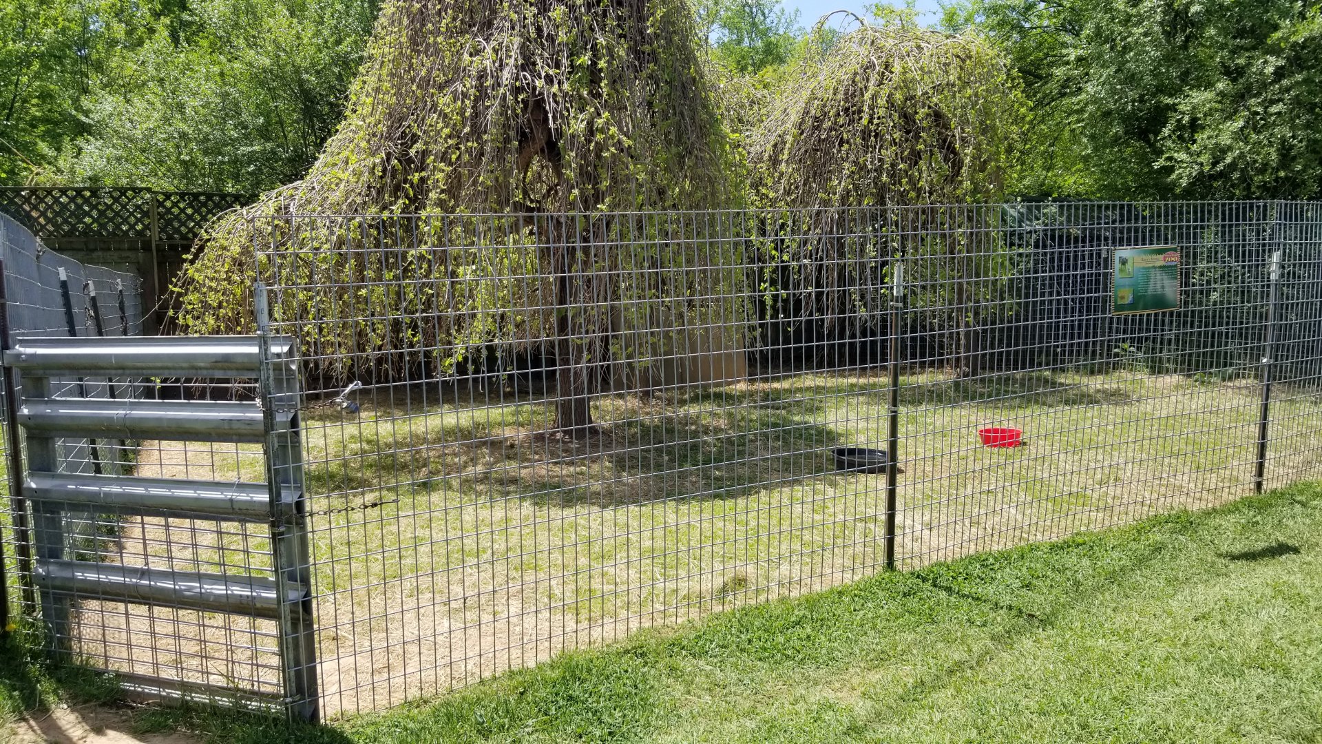 Natural Bridge Zoo - Reeves's muntjac (1 of 3+ exhibits)