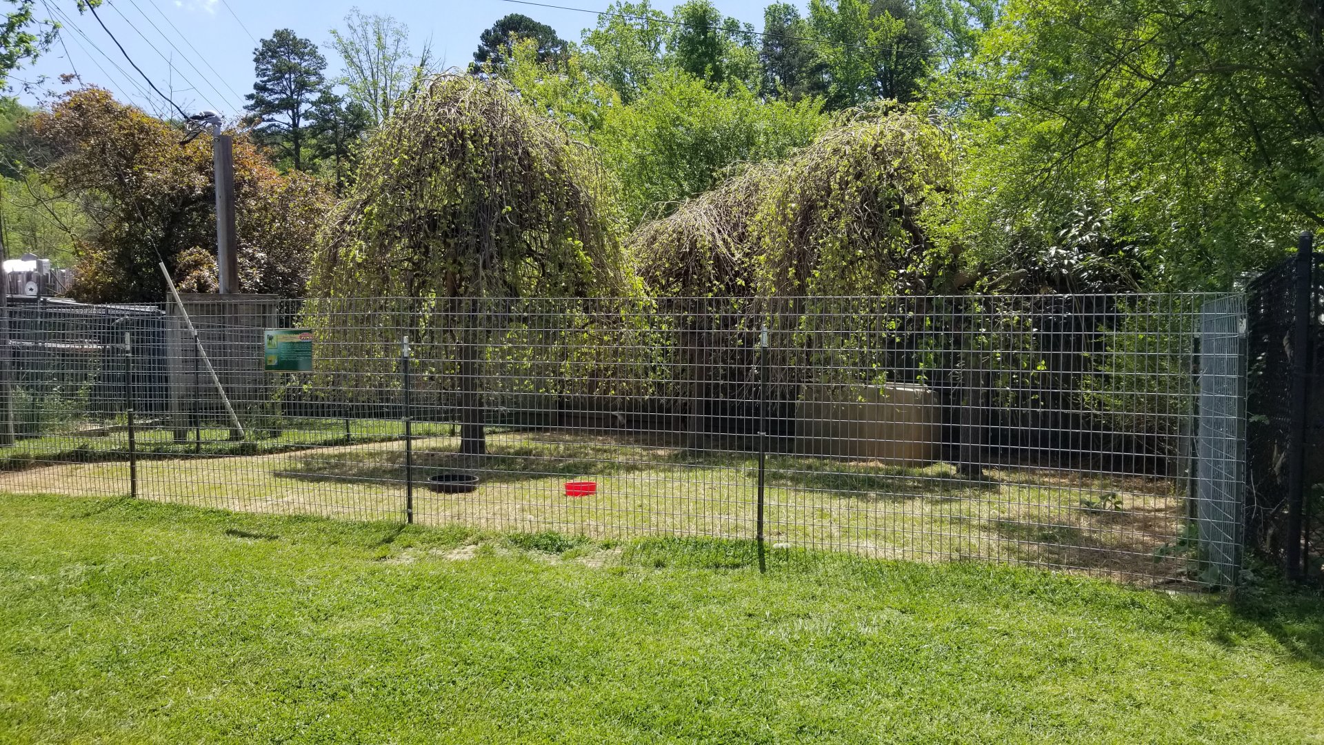 Natural Bridge Zoo - Reeves's muntjac (1 of 3+ exhibits)