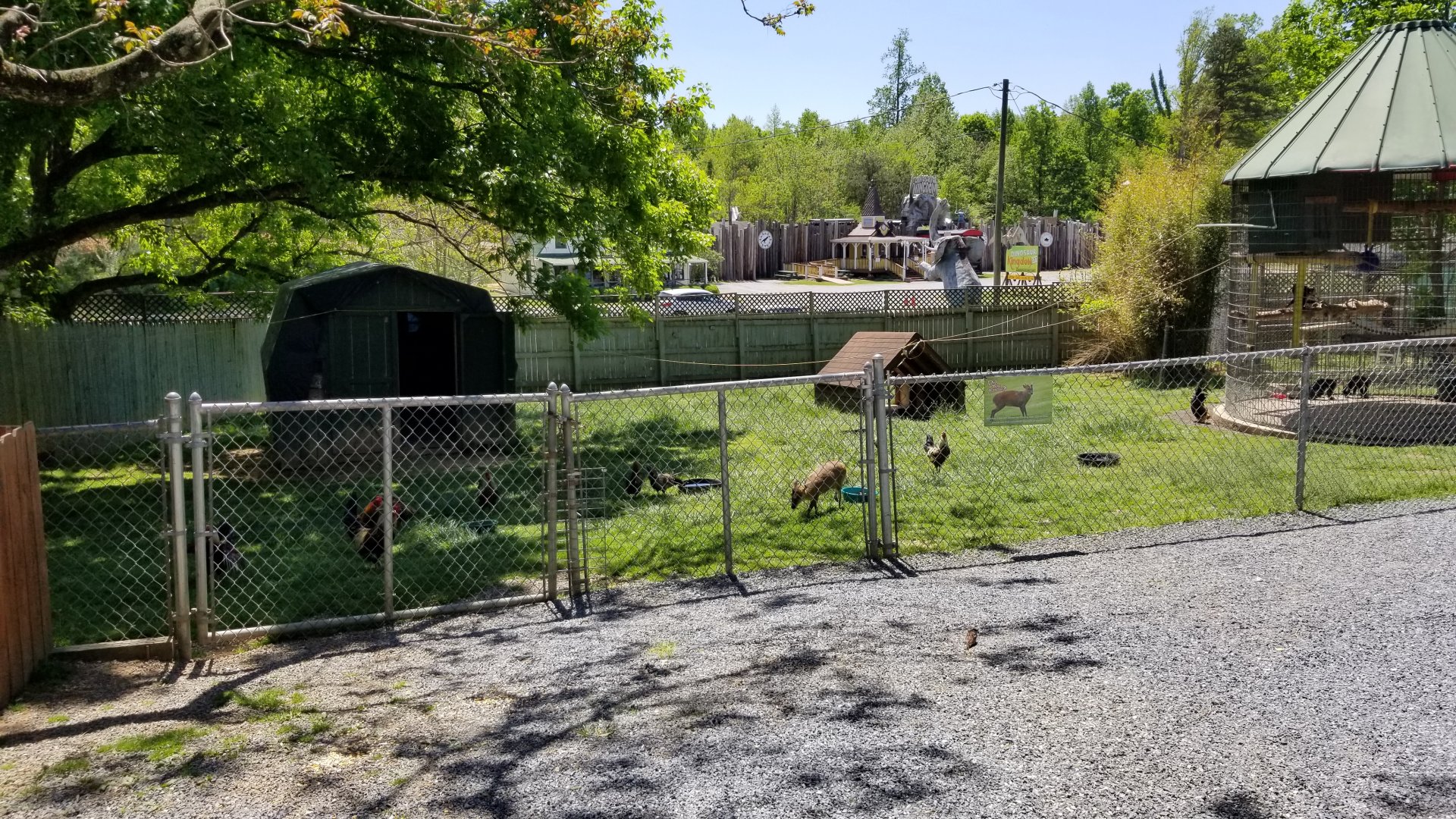 Natural Bridge Zoo - Reeves's Muntjac exhibit #2