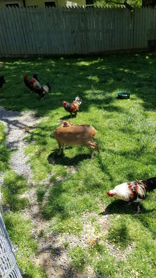 Natural Bridge Zoo - Reeves's Muntjac exhibit #2