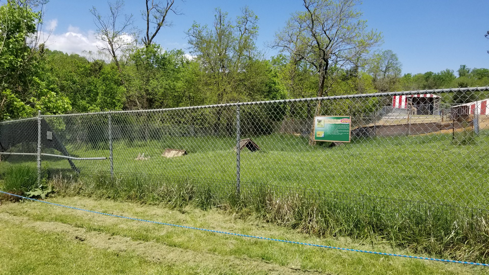 Natural Bridge Zoo - Reeves's muntjac exhibit #3