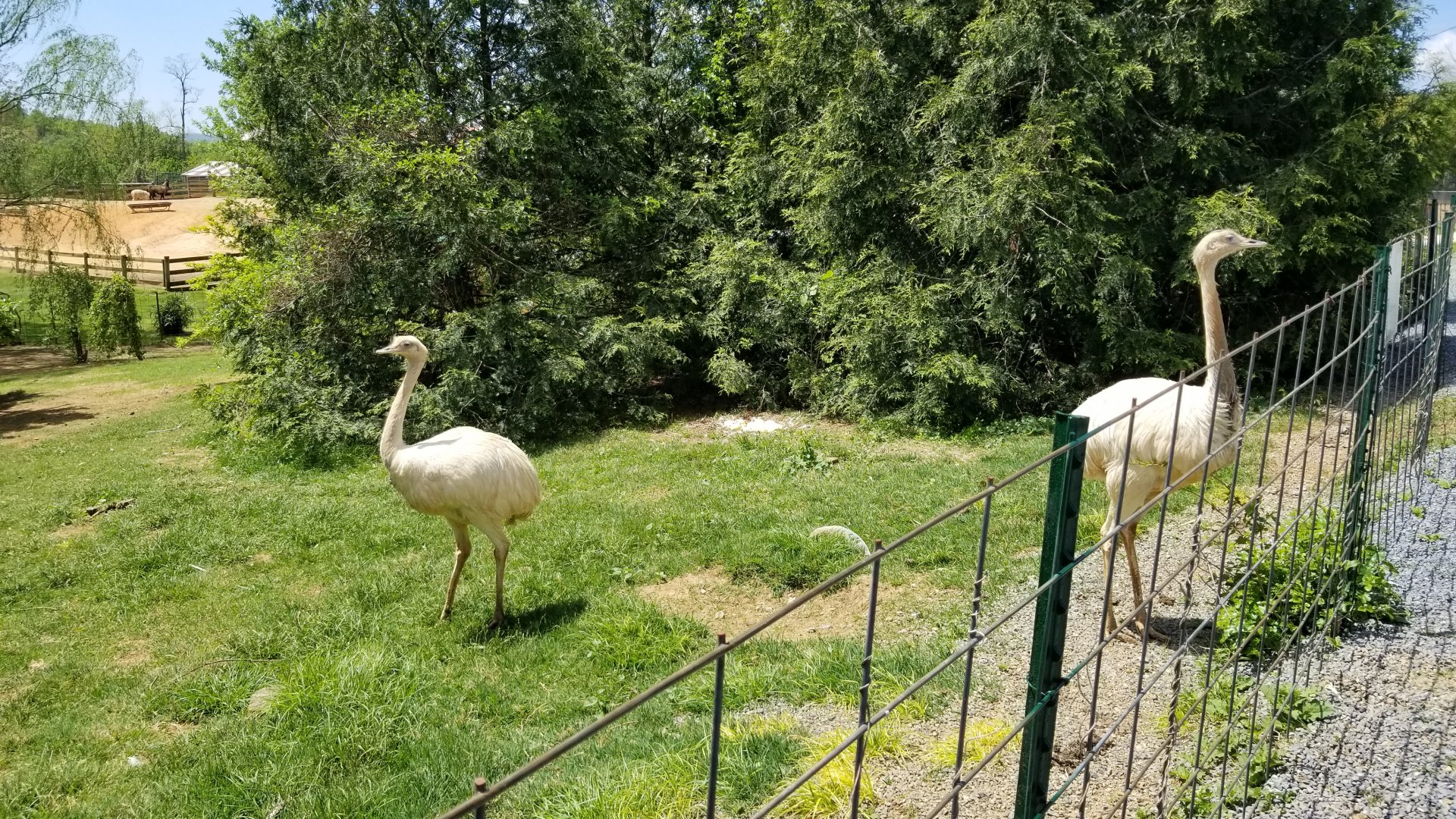 Natural Bridge Zoo - Rhea