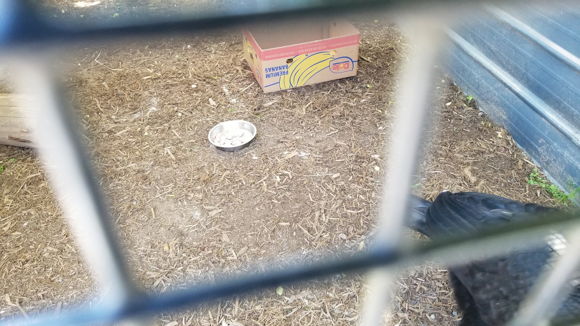 Natural Bridge Zoo - Southern Ground Hornbill, bowl full of dead mice