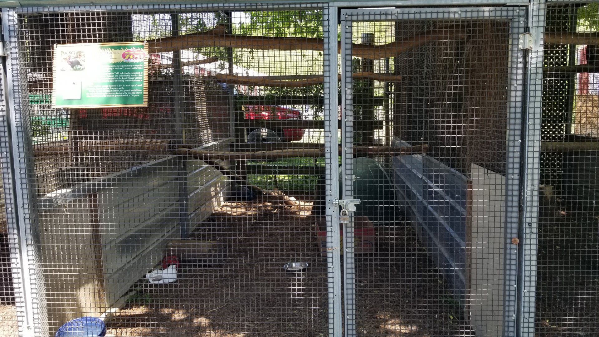 Natural Bridge Zoo - Southern Ground Hornbill