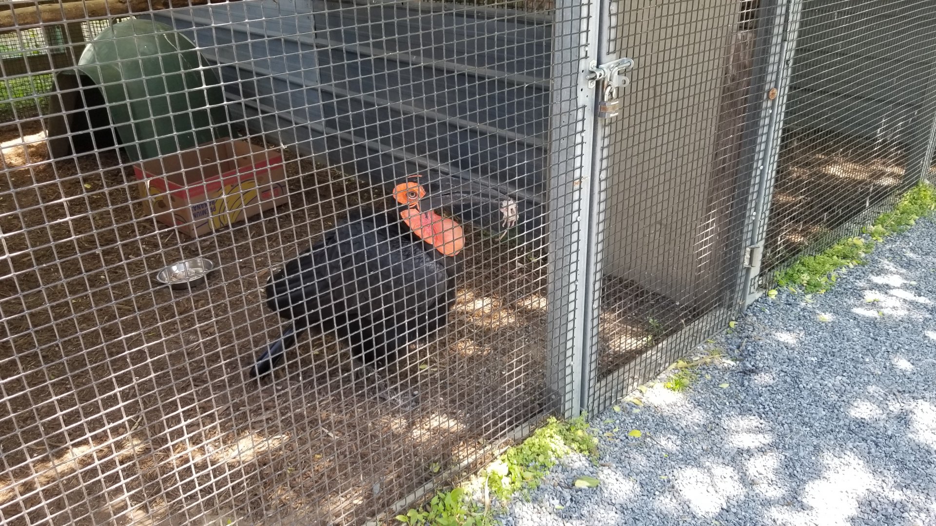 Natural Bridge Zoo - Southern Ground Hornbill