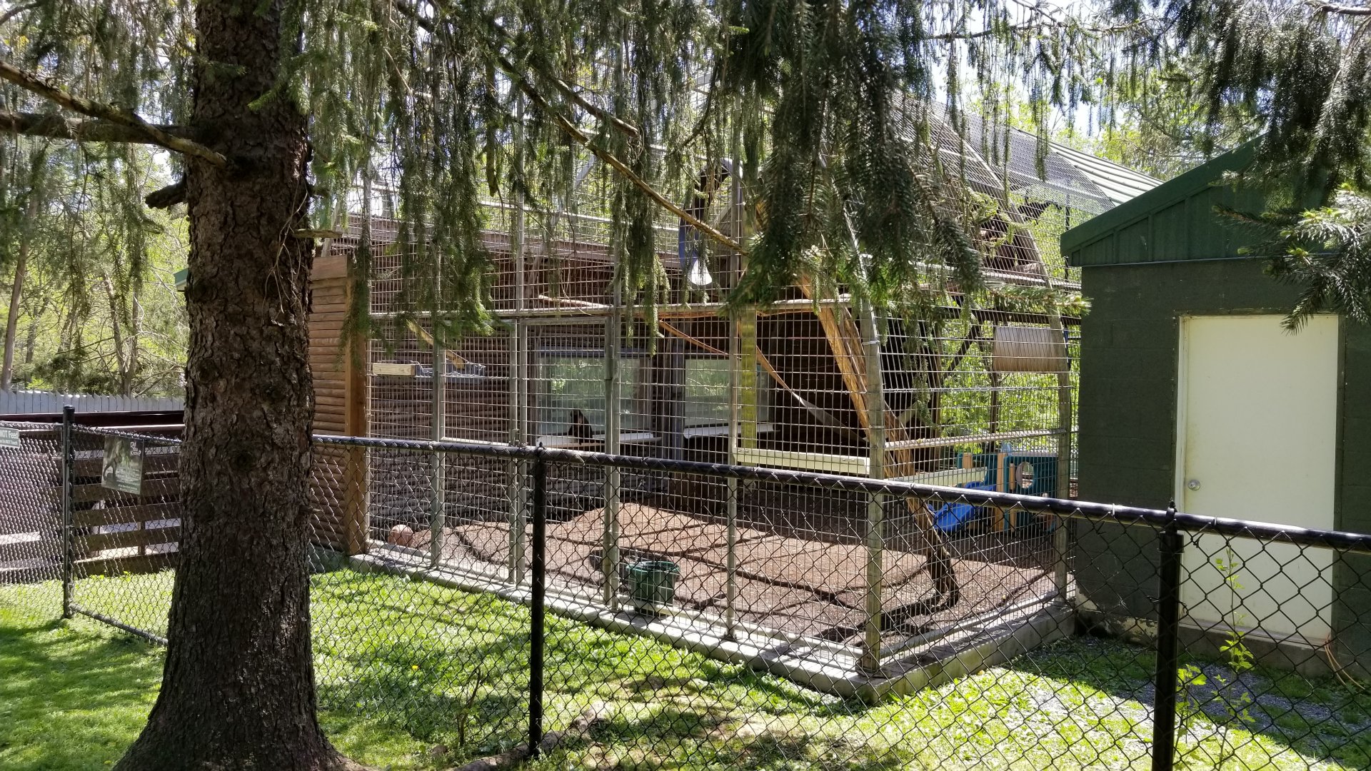 Natural Bridge Zoo - Tufted Capuchin