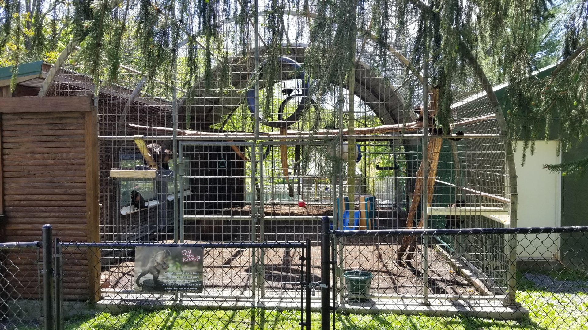 Natural Bridge Zoo - Tufted Capuchin