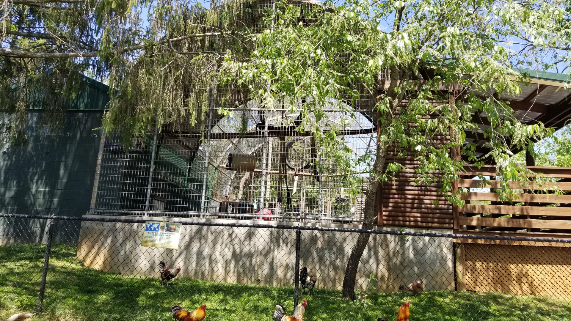 Natural Bridge Zoo - Tufted Capuchin