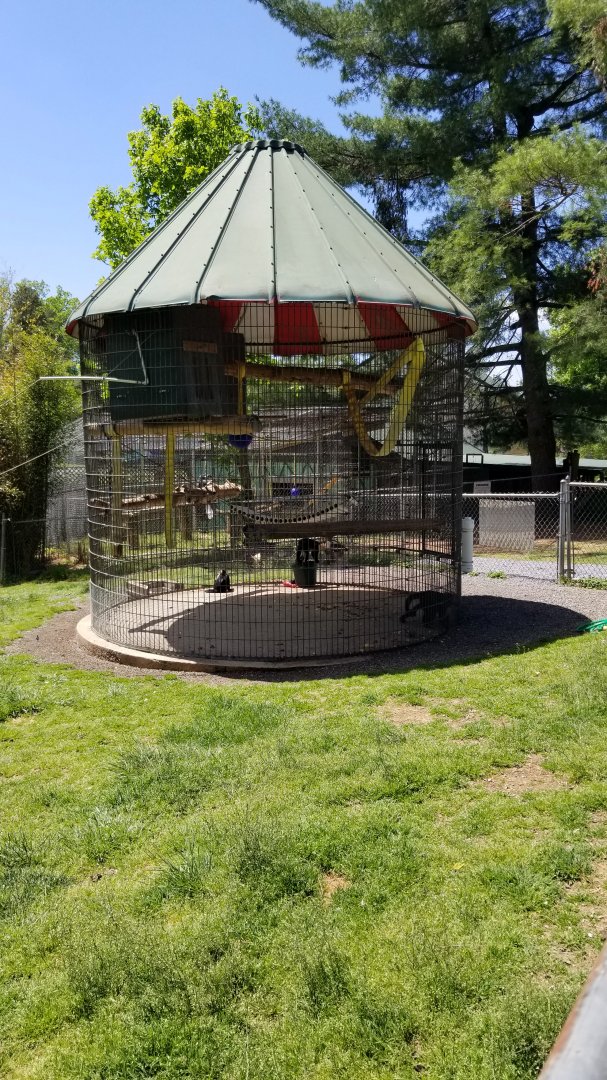 Natural Bridge Zoo - "White-throated Capuchin"