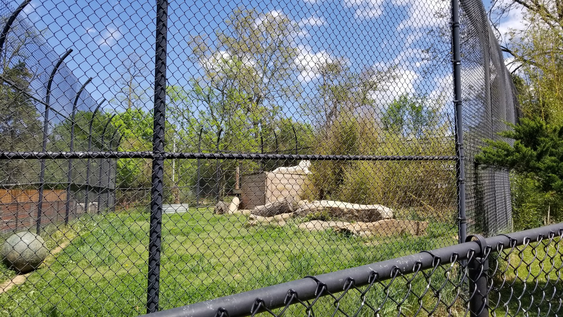Natural Bridge Zoo - white Tiger