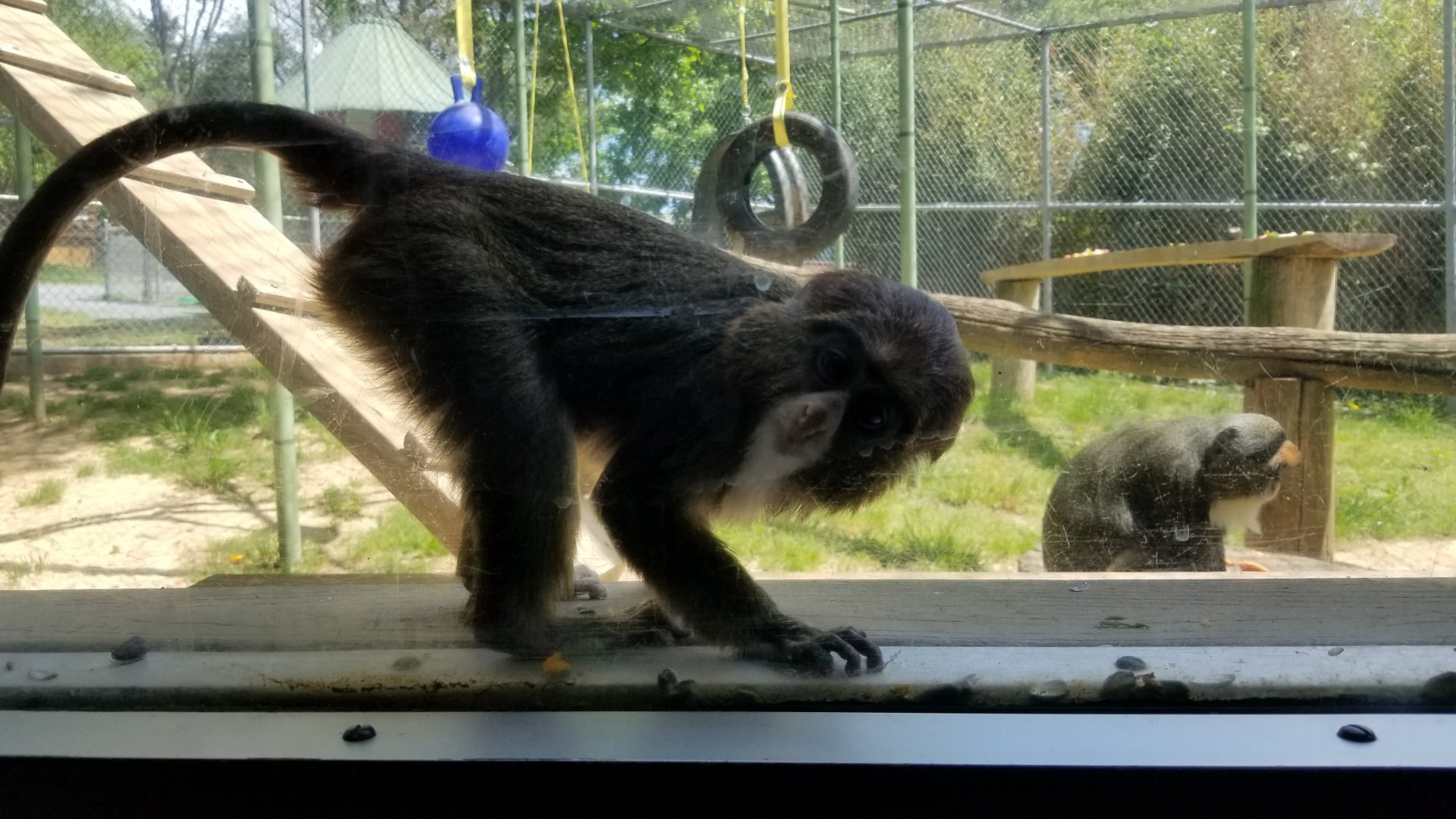 Natural Bridge Zoo - Young DeBrazza's