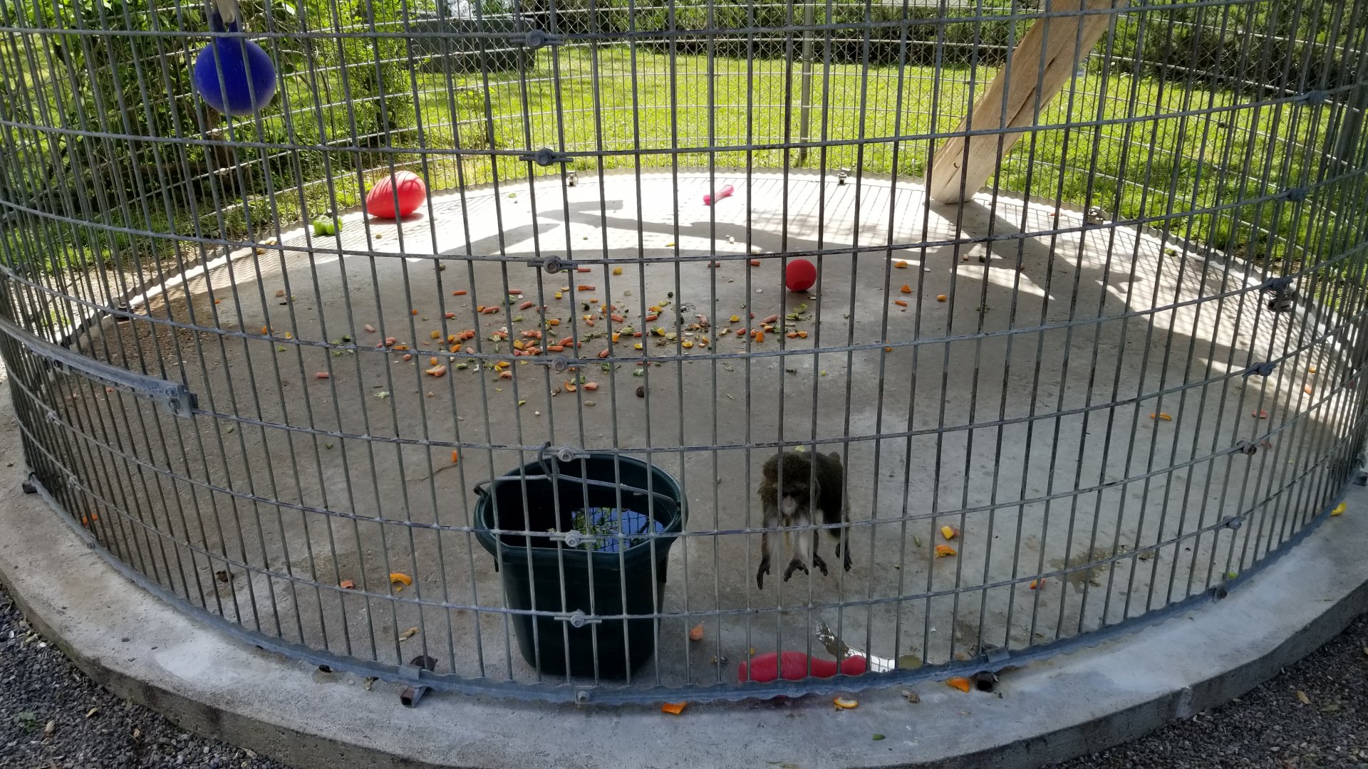 Natural Bridge Zoo - young DeBrazza's