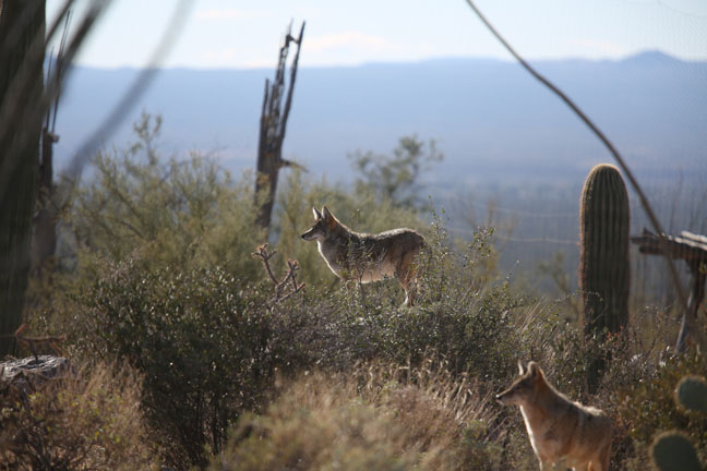 Natural coyote exhibit