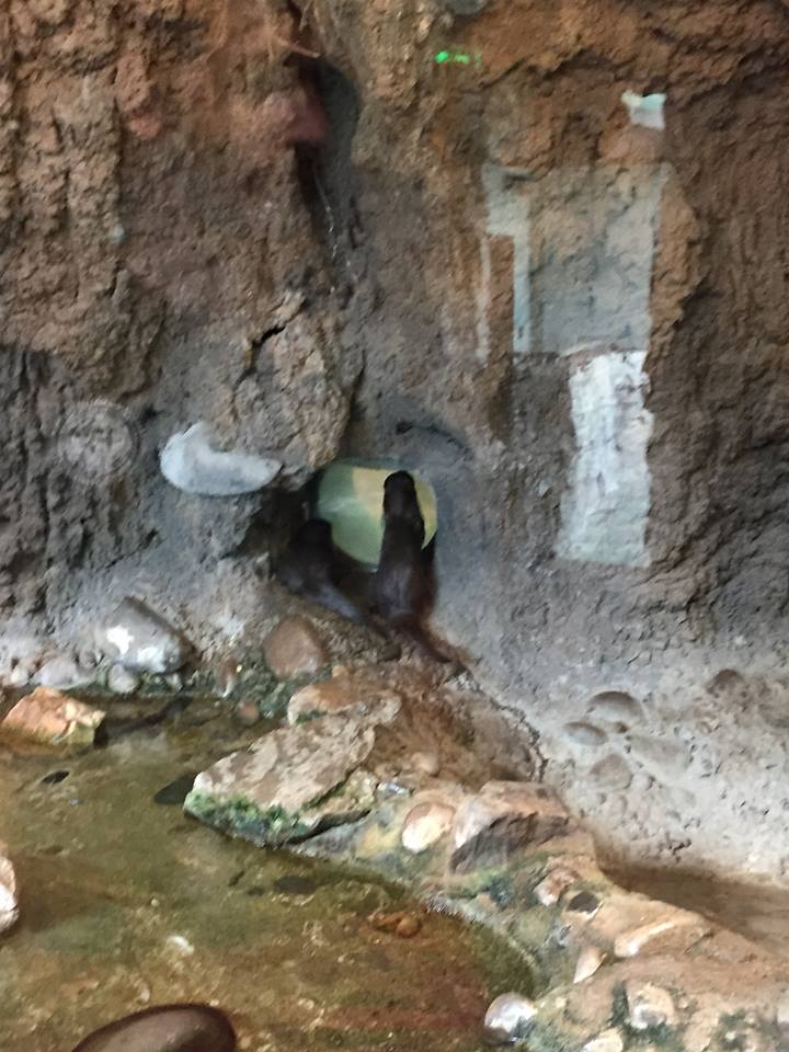 Natural Encounter- Asian Small-Clawed Otters