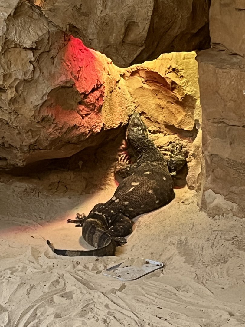 Natural Encounters Black-throated Monitor