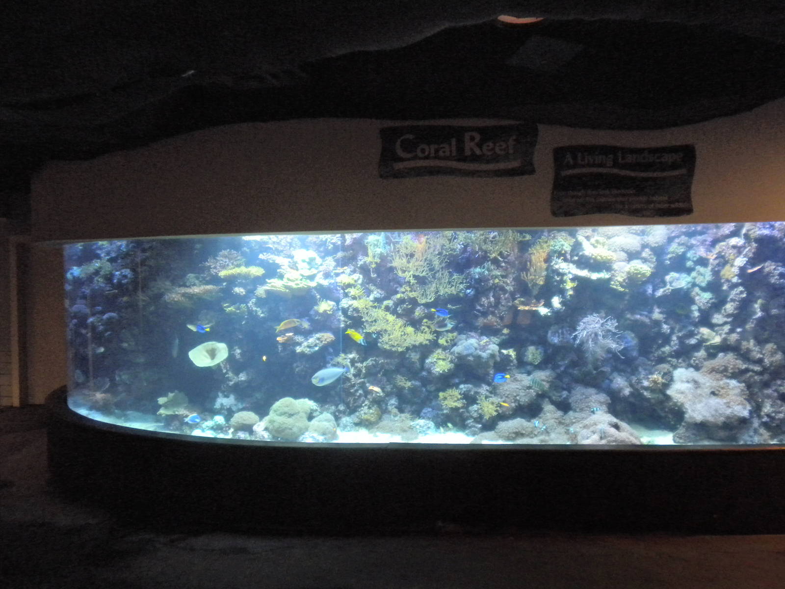 Natural Encounters - Coral Reef