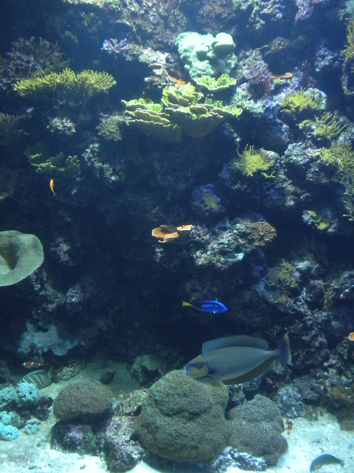 Natural Encounters - Coral Reef