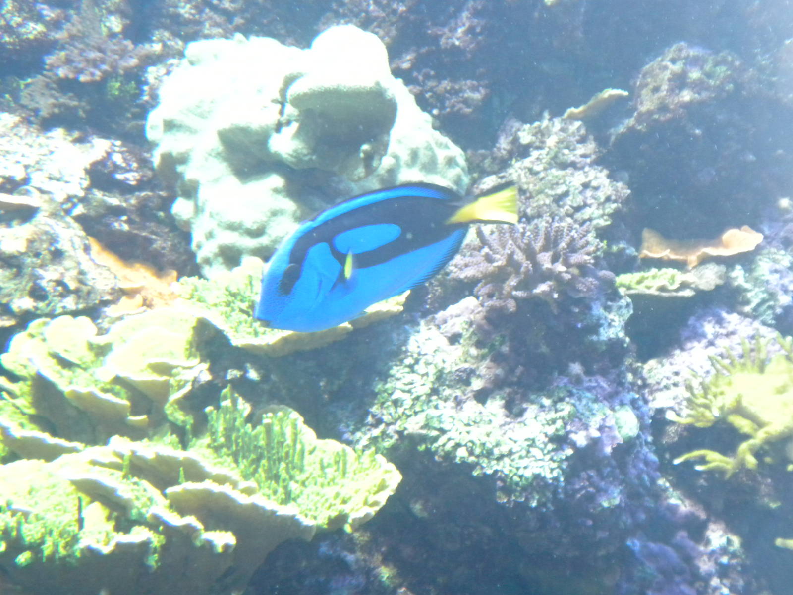 Natural Encounters - Coral Reef