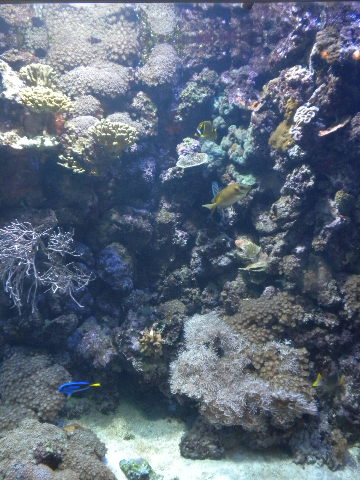 Natural Encounters - Coral Reef