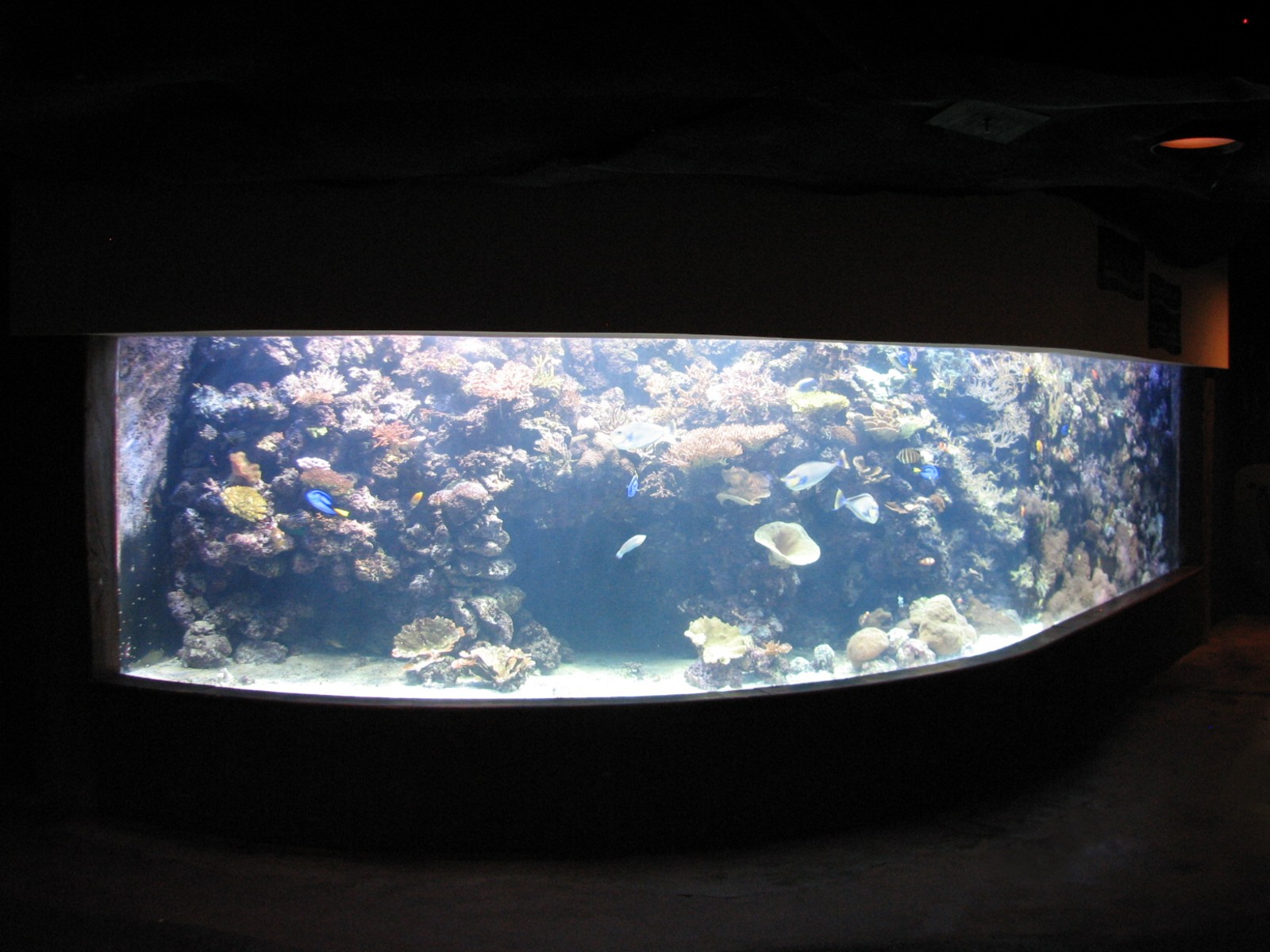 Natural Encounters - Coral Reef