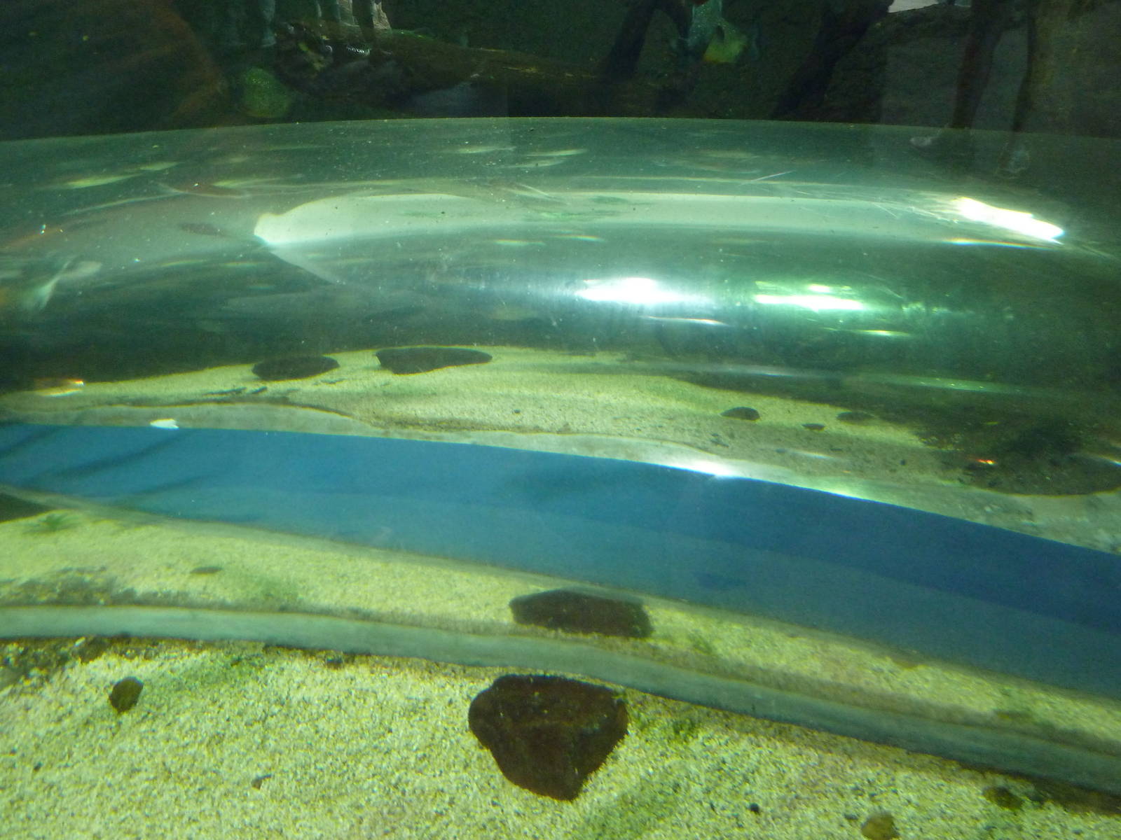 Natural Encounters - Crawl-Through Piranha Exhibit Tunnel
