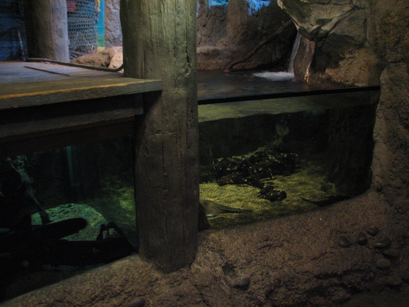 Natural Encounters - Discovery River - Freshwater Stingray and Electric Eel