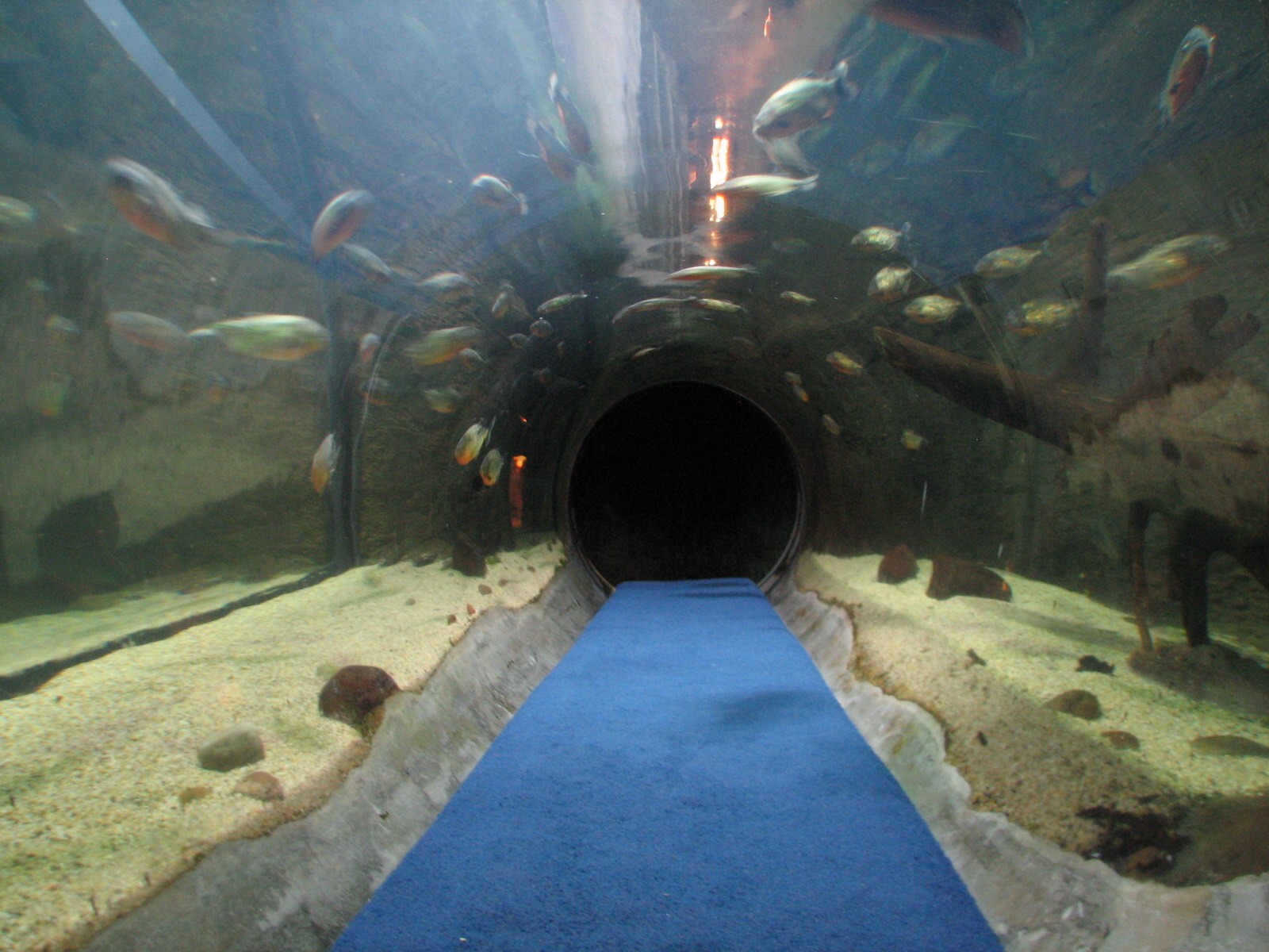 Natural Encounters - Discovery River - Piranha Exhibit Crawlthrough Tunnel